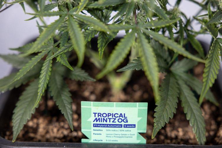 Tropical Mintz 🌴 OG F1 Auto - Zamnesia. Week 5 - Tropica Mintz OG - F1 Hybrid Auto - Main Lining - Week 5 - Plant 1