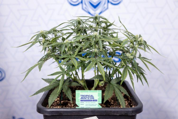 Tropical Mintz 🌴 OG F1 Auto - Zamnesia. Week 5 - Tropica Mintz OG - F1 Hybrid Auto - Main Lining - Week 5 - Plant 1