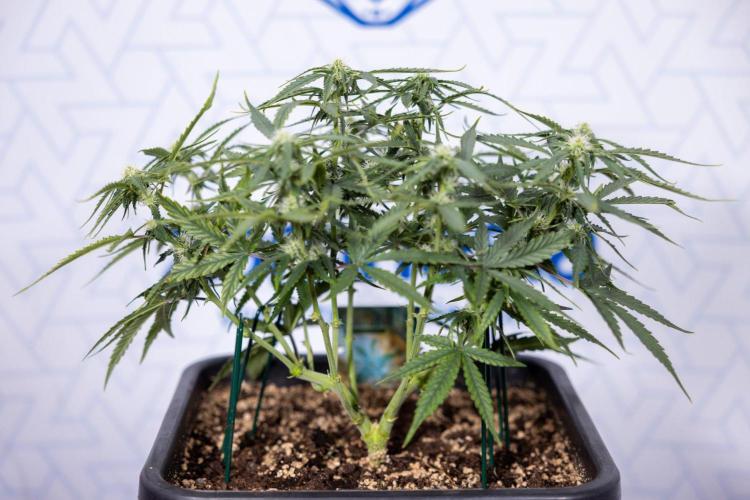 Tropical Mintz 🌴 OG F1 Auto - Zamnesia. Week 5 - Tropica Mintz OG - F1 Hybrid Auto - Main Lining - Week 5 - Plant 1
