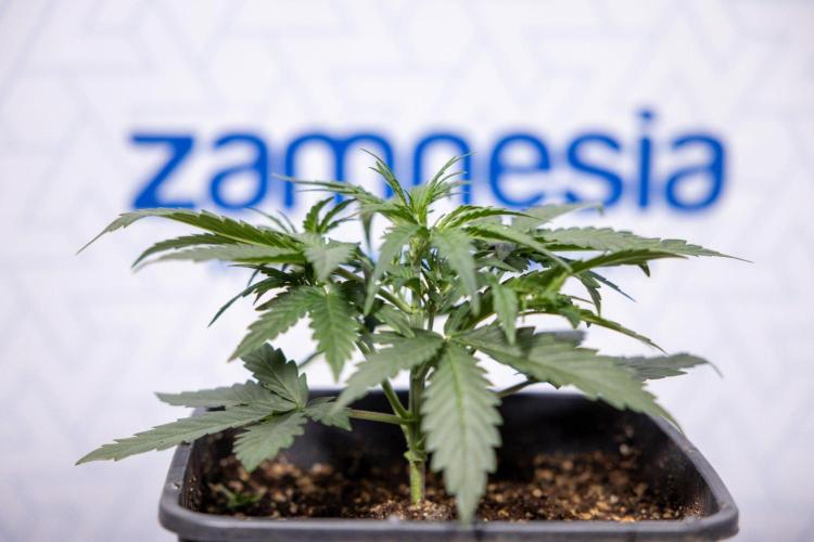 Hawaiian Snow 🌸 Auto - Zamnesia x B&B. Week 5 - Plant 1 - Hawaiian Snow Auto - No Techniques - Week 3