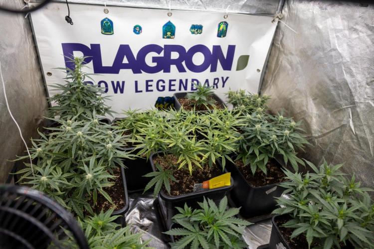 Hawaiian Snow 🌸 Auto - Zamnesia x B&B. Week 5 - Zamnesi x Plagron Autoflowering Crew