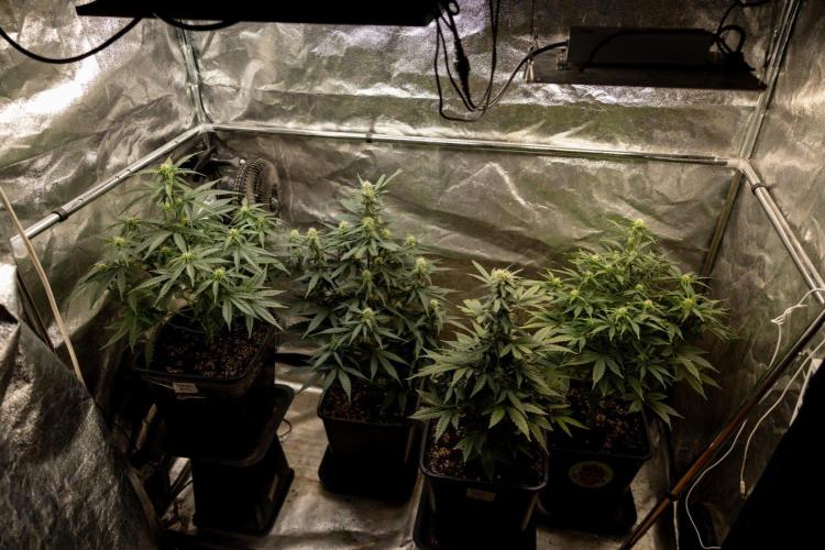 Hawaiian Snow 🌸 Auto - Zamnesia x B&B. Week 5 - Zamnesi x Plagron Autoflowering Crew