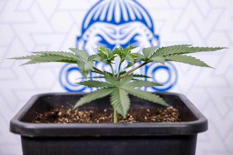 LCG F1 🍋🍒🍦 - Zamnezia x B&B. Week 3 - Plant 1 - LCG F1 Photoperiodic - Week 4 - Mainfolding