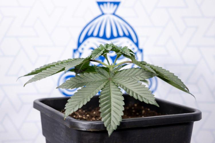 Hash Burger 🍔 - Zamnesia x B&B. Week 3 - Plant 1 - Hash Burger  - Topping - Week 4