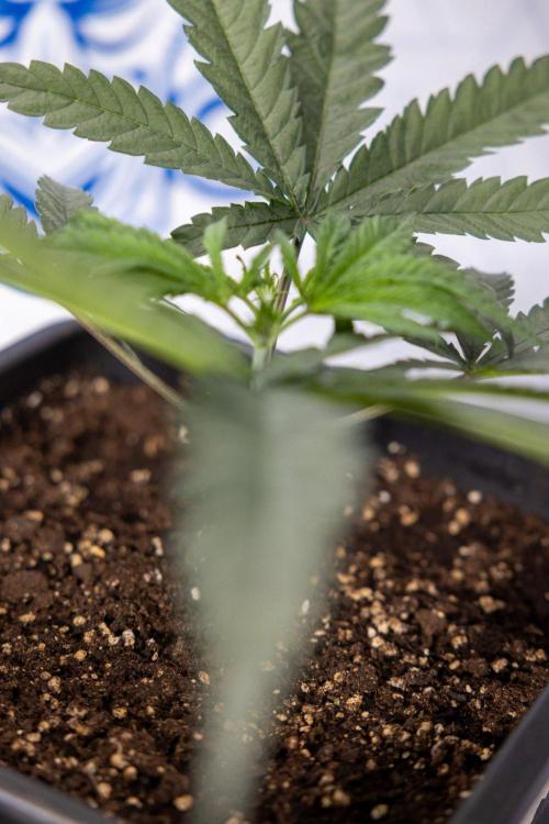 Sativa Fiesta 🤸 - Zamnesia x B&B. Week 3 - Plant 1 - Sativa Fiesta - Week 4