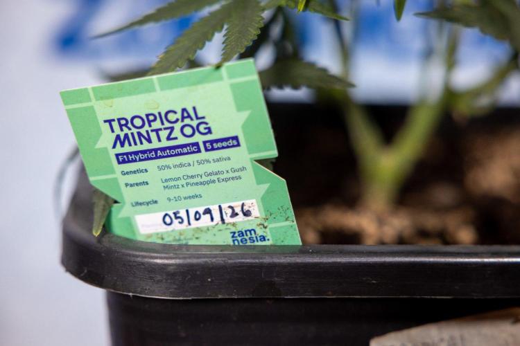 Tropical Mintz 🌴 OG F1 Auto - Zamnesia. Week 6 - Plant 1 - Tropical Mintz OG - F1 Hybrid Auto - Main Lining 