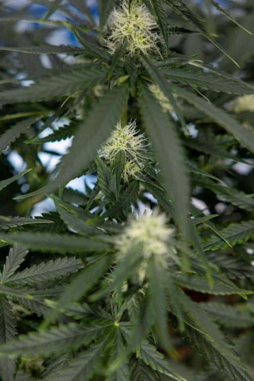 Tropical Mintz 🌴 OG F1 Auto - Zamnesia. Week 6 - Plant #2 - Tropical Mintz OG - F1 Hybrid Auto - No Techniques