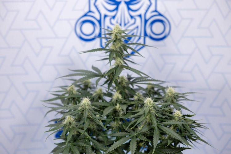 Tropical Mintz 🌴 OG F1 Auto - Zamnesia. Week 6 - Plant #2 - Tropical Mintz OG - F1 Hybrid Auto - No Techniques