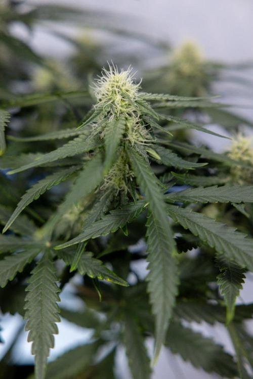 Tropical Mintz 🌴 OG F1 Auto - Zamnesia. Week 6 - Plant #2 - Tropical Mintz OG - F1 Hybrid Auto - No Techniques