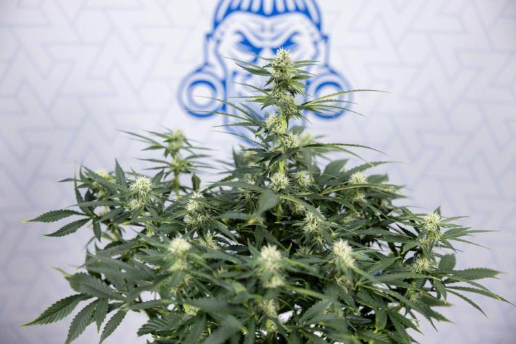 White Widow 🕷️ F1 Auto - Zamnesia x B&B. Week 6 - Plant #2 - White Widow F1 Hybrid - No Techniques