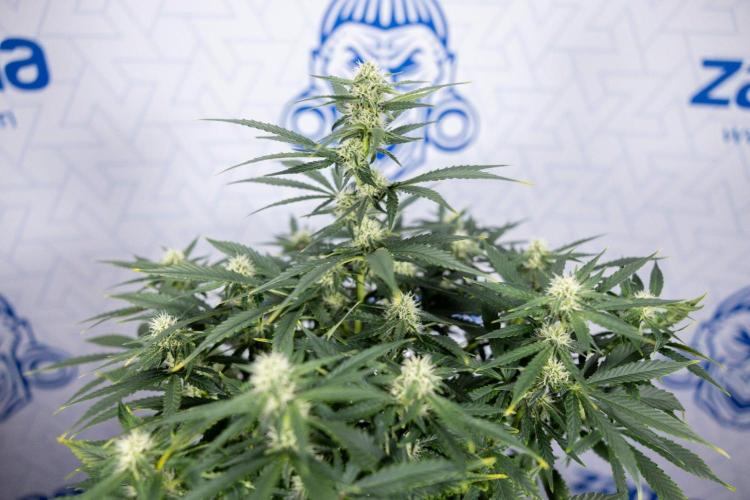 White Widow 🕷️ F1 Auto - Zamnesia x B&B. Week 6 - Plant #2 - White Widow F1 Hybrid - No Techniques