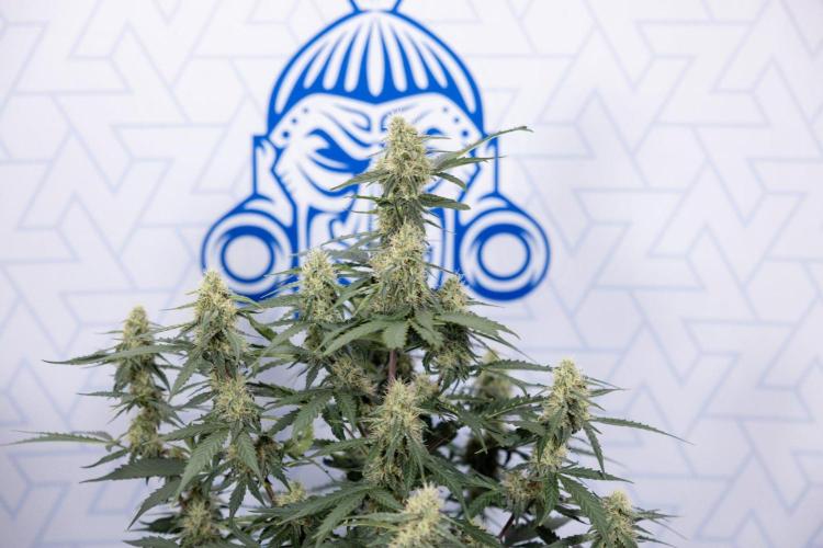 Chronical 1:1 ☤ - Zamnesia x B&B. Week 6 - Plant #1 - Chronical 1:1 - Week 6 - FIMMING
