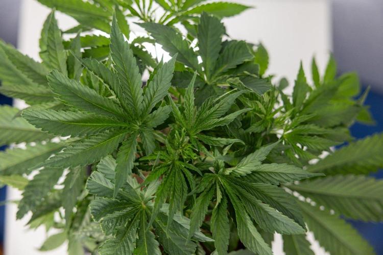 LCG F1 🍋🍒🍦 - Zamnezia x B&B. Week 4 - Plant #3 - LCG F1 Photoperiodic - Fimming - Week 5