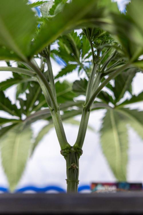 Sativa Fiesta 🤸 - Zamnesia x B&B. Week 4 - Plant #1 - Sativa Fiesta - Main Lining - Week 5