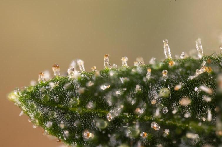Blueberry Crumble 🔵 Auto - Z x B&B. Week 10 - Blueberry Crumble #2 - MIcro Worlds 