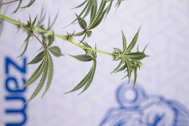 L.A. KUSH Cake #1 - Zamnesia x B&B. Week 9 - L.A. Kush Cake #1 - Topping x32 - 2nd+ Week Bloom