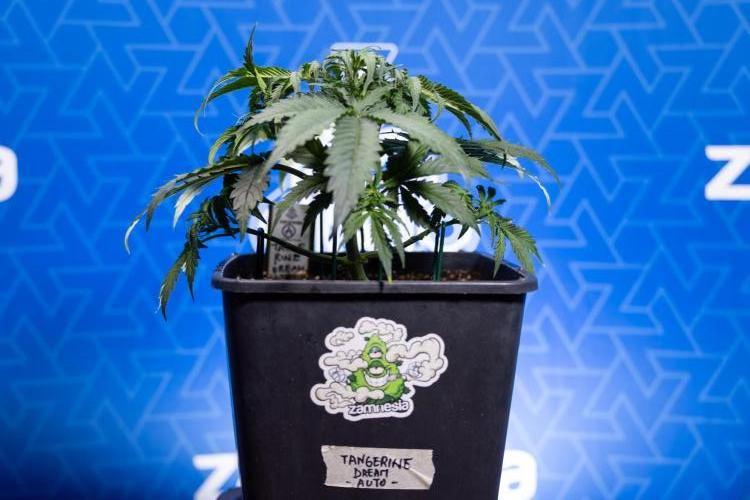 Tangerine Dream II Auto - Zamnesia x B&B. Week 3 - Tangerine Dream Automatic - Week 3