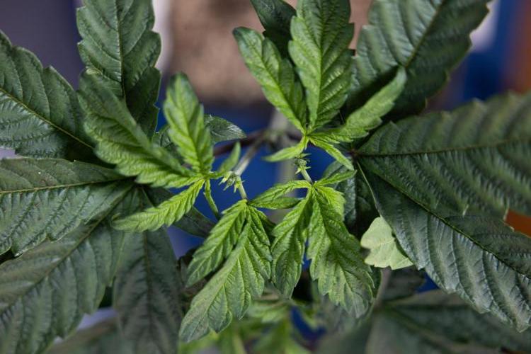 Tropicana Cookies #2 - Zamnesia x B&B. Week 4 - Tropicana Cookies #2 - Topping