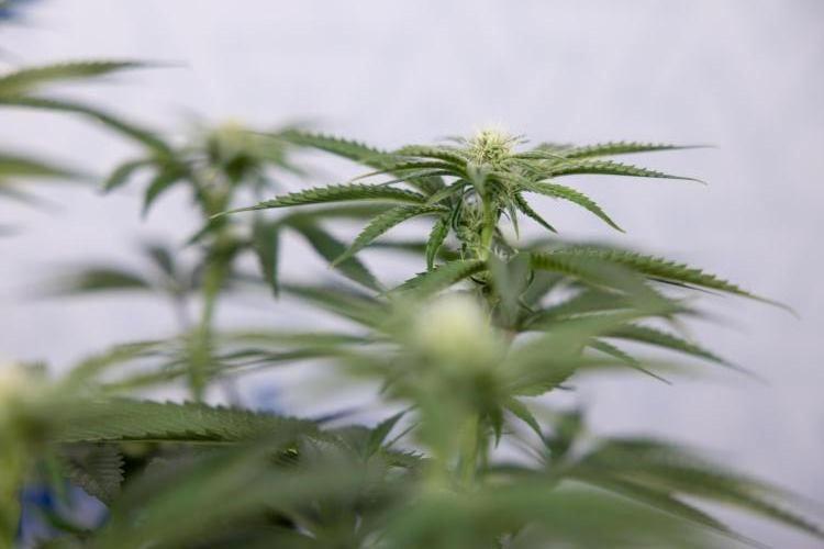 Lemon Cherry Gelato #1 - Zamnesia x B&B. Week 9 - Lemon CHerry Gelato #1 - Topping - 2nd+ Week Bloom