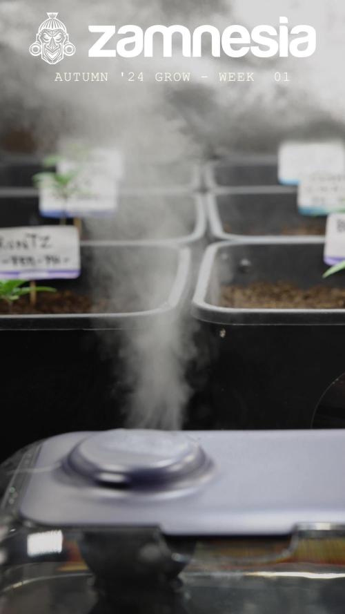 Sticky Beast Auto - Zamnesia - B&B