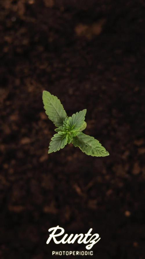 Sticky Beast Auto - Zamnesia - B&B