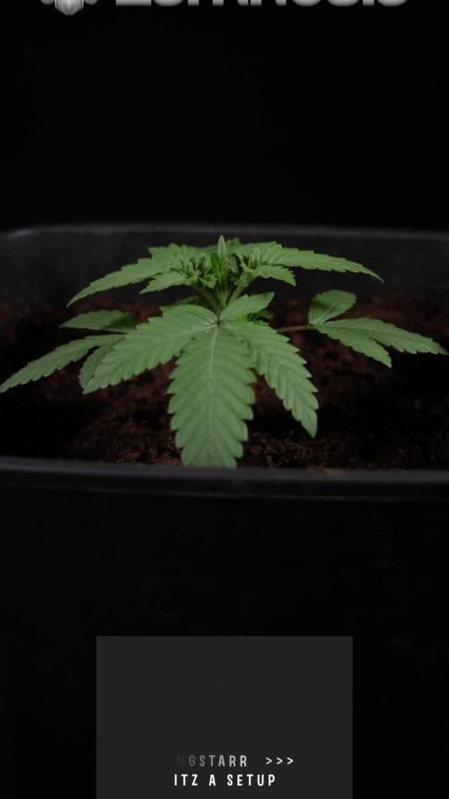 Cosmic Noodles - Zamnesia - B&B