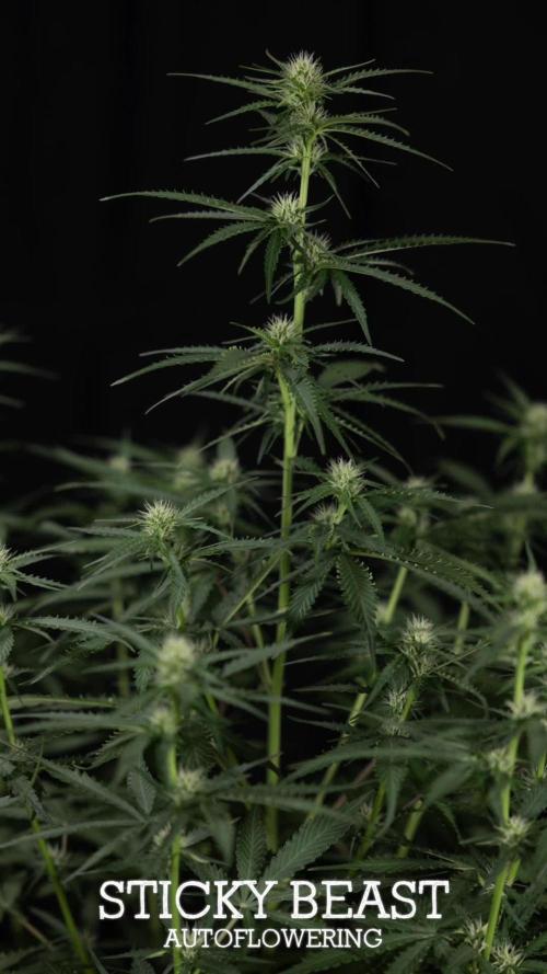 Northern Lights Auto - Zamnesia - B&B