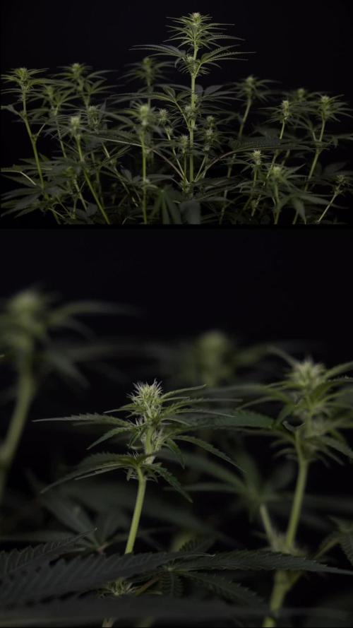 Cosmic Noodles - Zamnesia - B&B