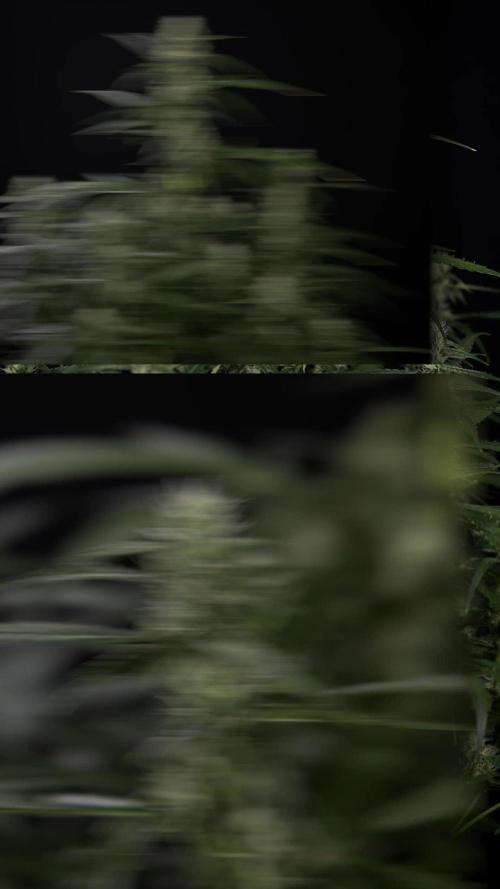 Black Orchid Auto - Zamnesia - B&B