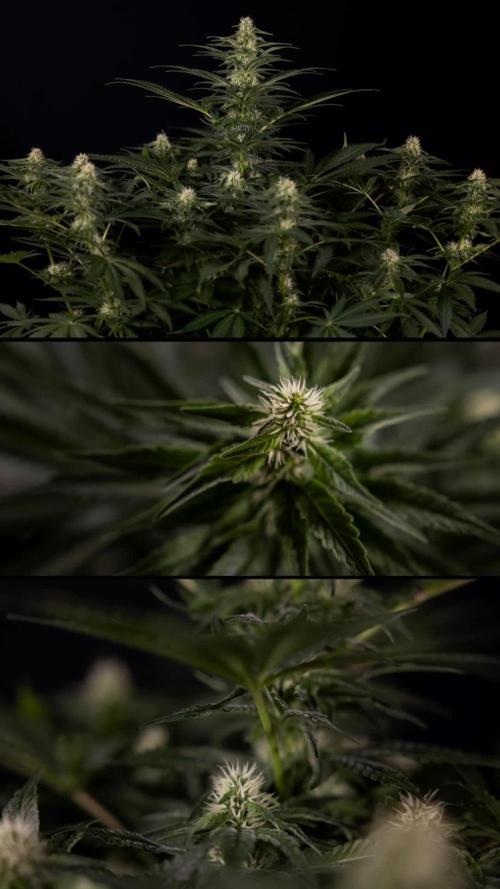 Cosmic Noodles - Zamnesia - B&B