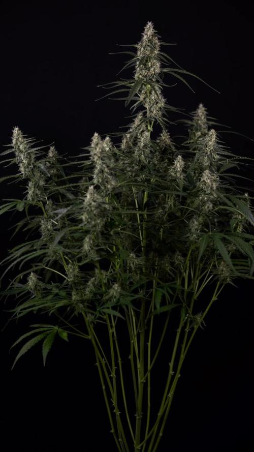 Black Orchid Auto - Zamnesia - B&B