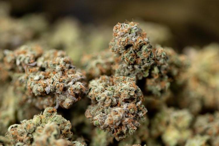 L.A. Kush Cake #3 - Zamnesia x B&B. Week 14 - LA Kush Cake #3 - Dry Buds