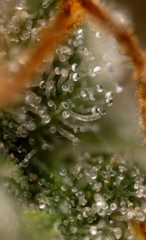 Mimosa 🌾 Auto - Zamnesia x B&B. Week 11 - Mimosa #1 - Micro Worlds