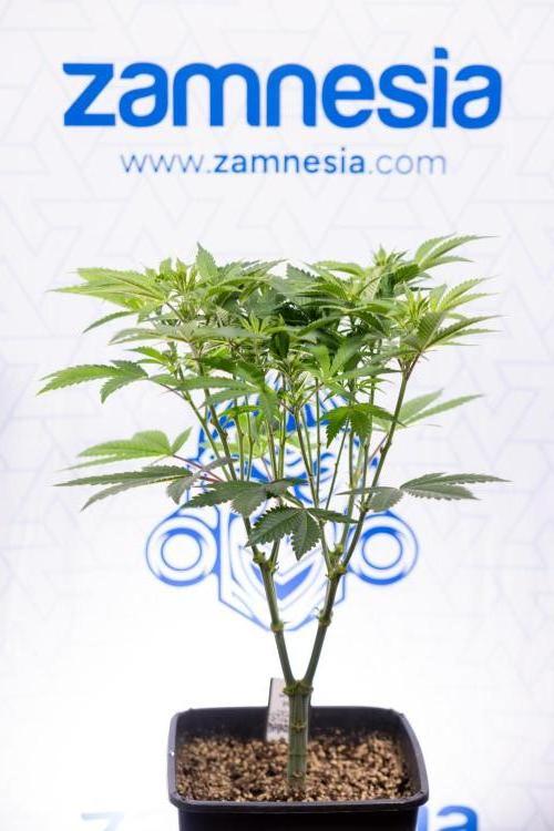 Sticky Broccoli - Zamnesia x B&B. Week 7 - Sticky Broccoli - Topping x 16 - 1st Week Bloom