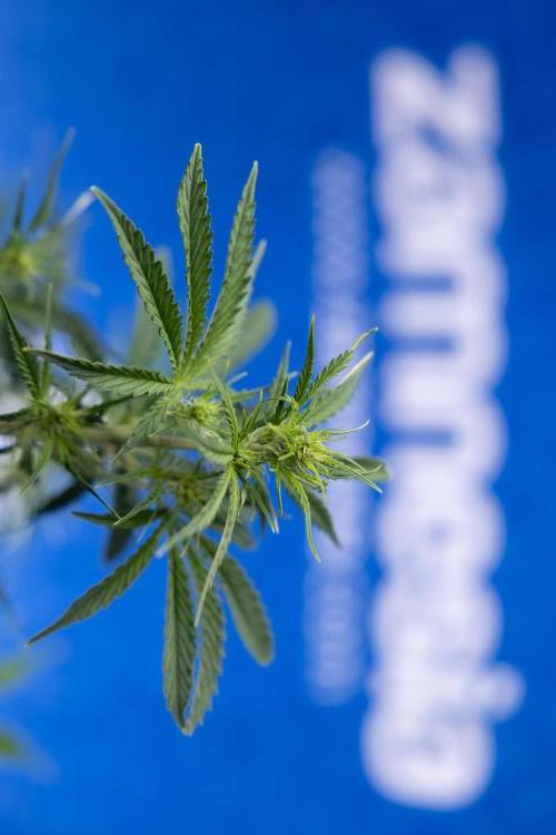 Karen Kush Auto I - Zamnesia x B&B. Week 3 - Karen Kush Automatic - Week 4 - No Techniques - Bloom