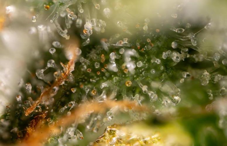 Blueberry Crumble 🔵 Auto - Z x B&B. Week 10 - Blueberry Crumble #2 - MIcro Worlds 