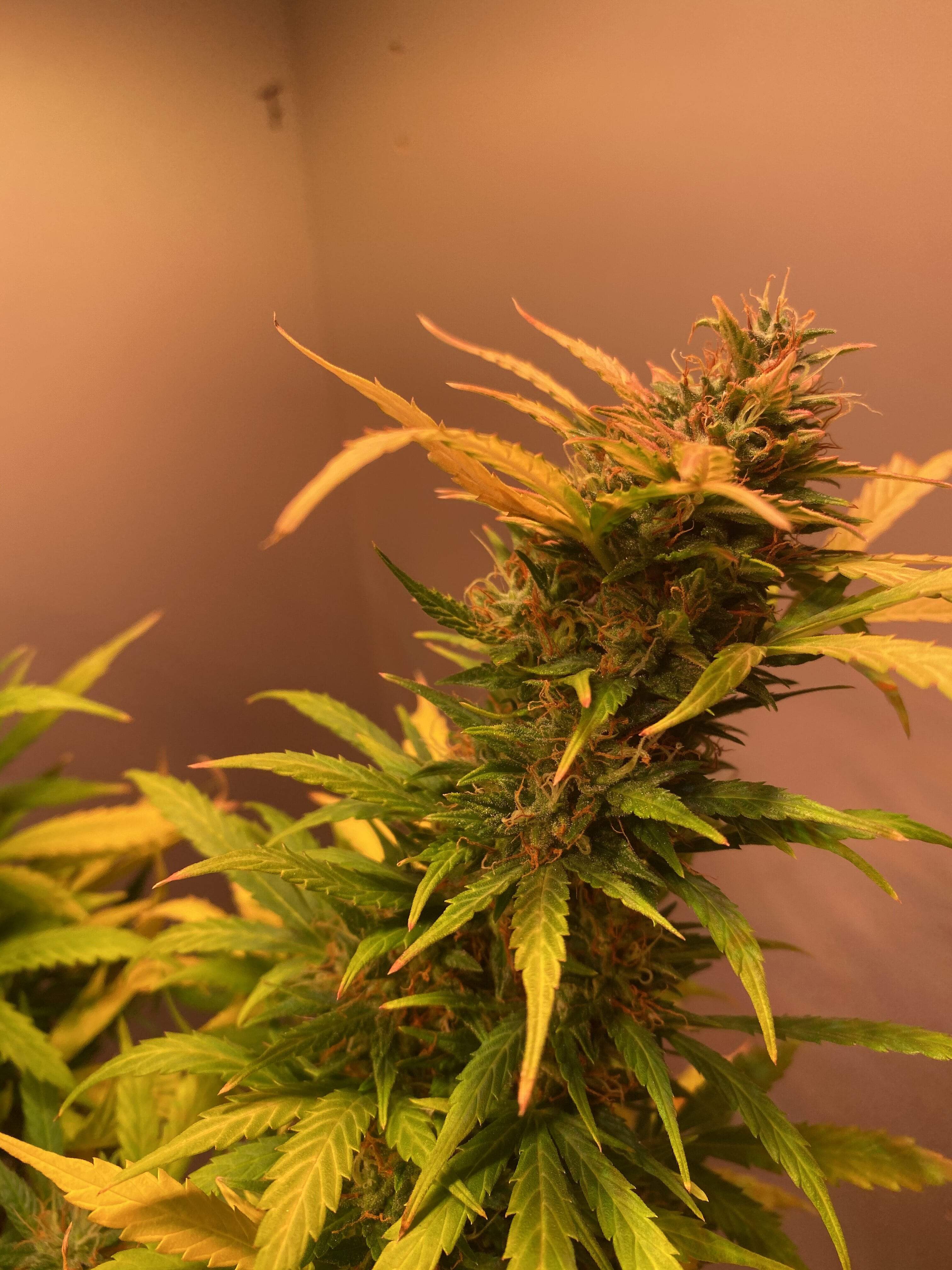 Dutch Passion Auto Banana Blaze grow diary (journal) week11 by Indigeno