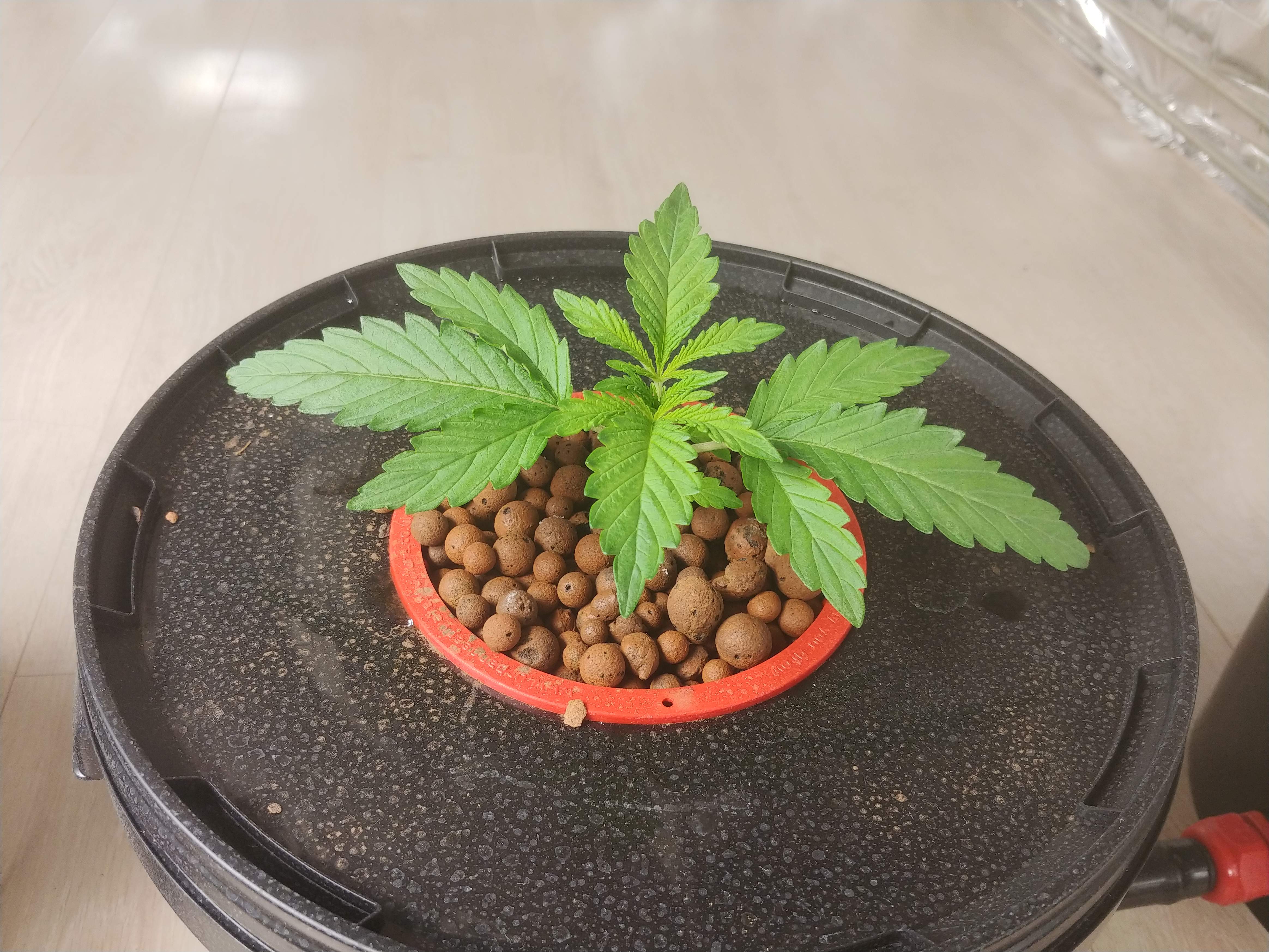 Girl Scout Cookies, Ghost Train Power, Cream Cookies, Gorilla Glue 4