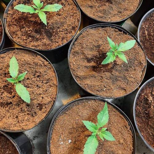 Kryptonite Kush. Week 1