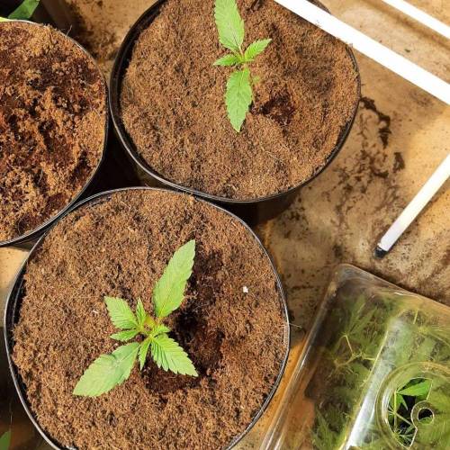 Kryptonite Kush. Week 1