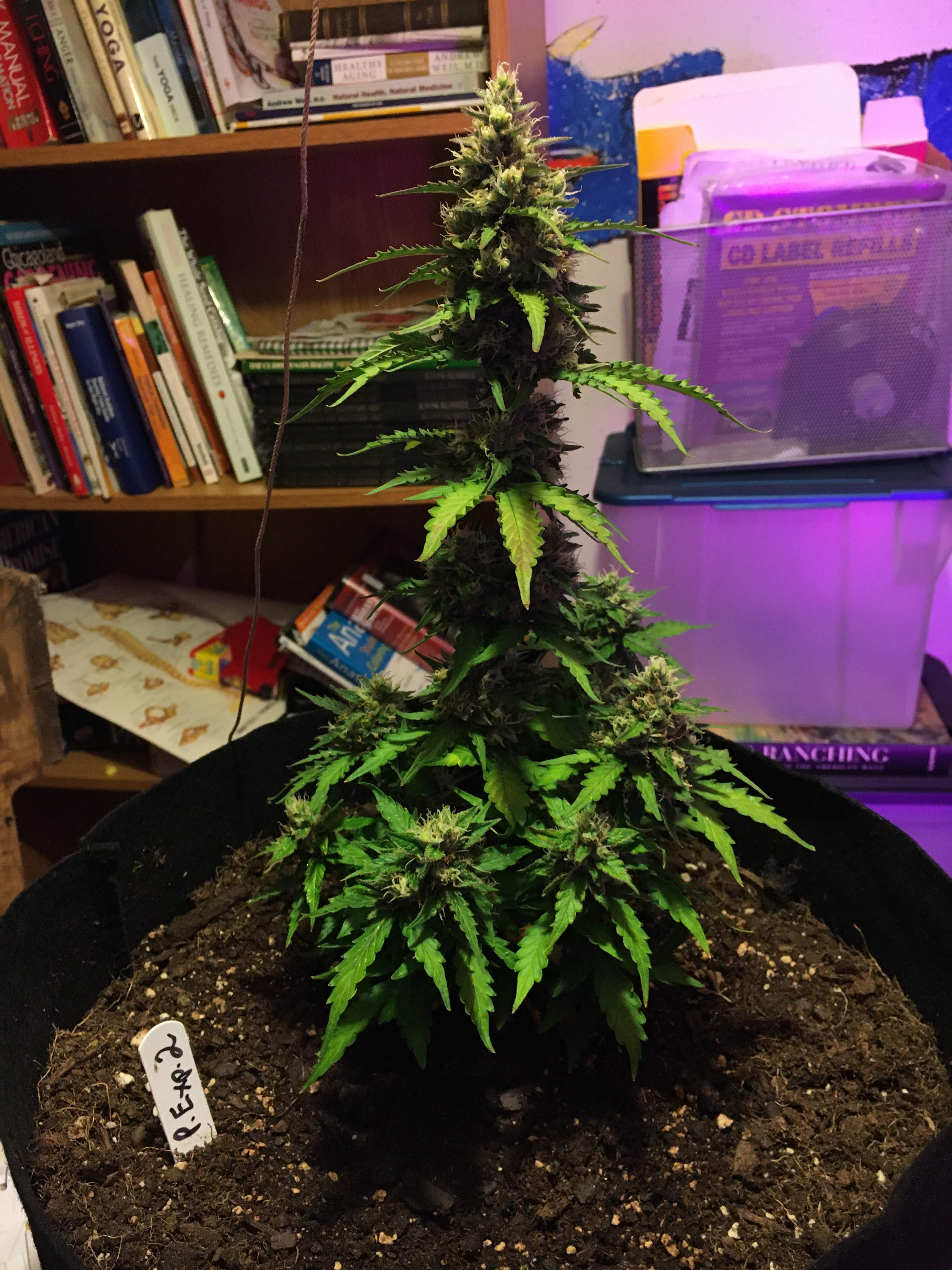 Barney's Farm Pineapple Express Auto 2 grow diary (journal) 2 week8 by