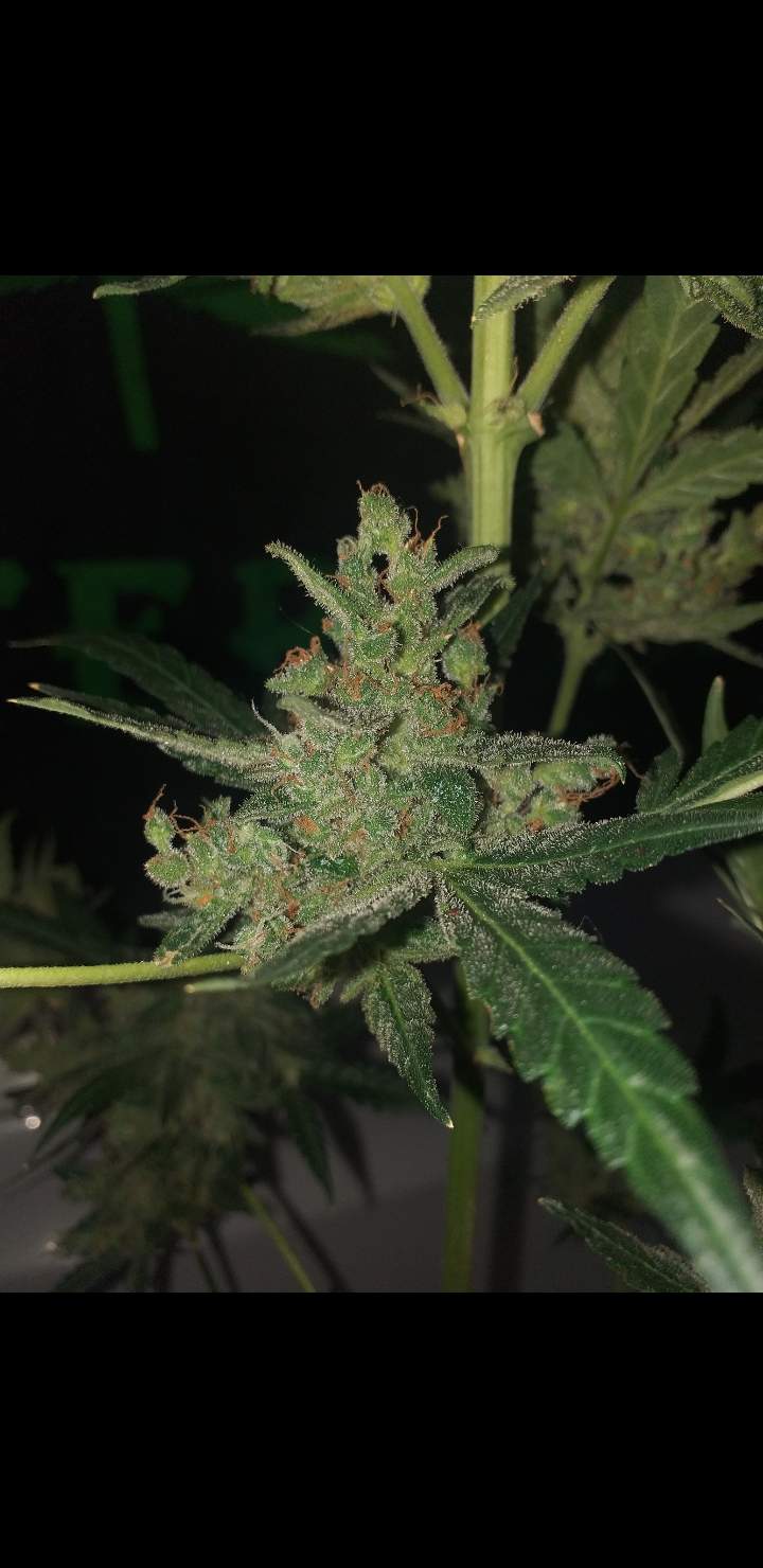Purple punch, Tastebudz Purple Punch Auto grow journal week12 by
