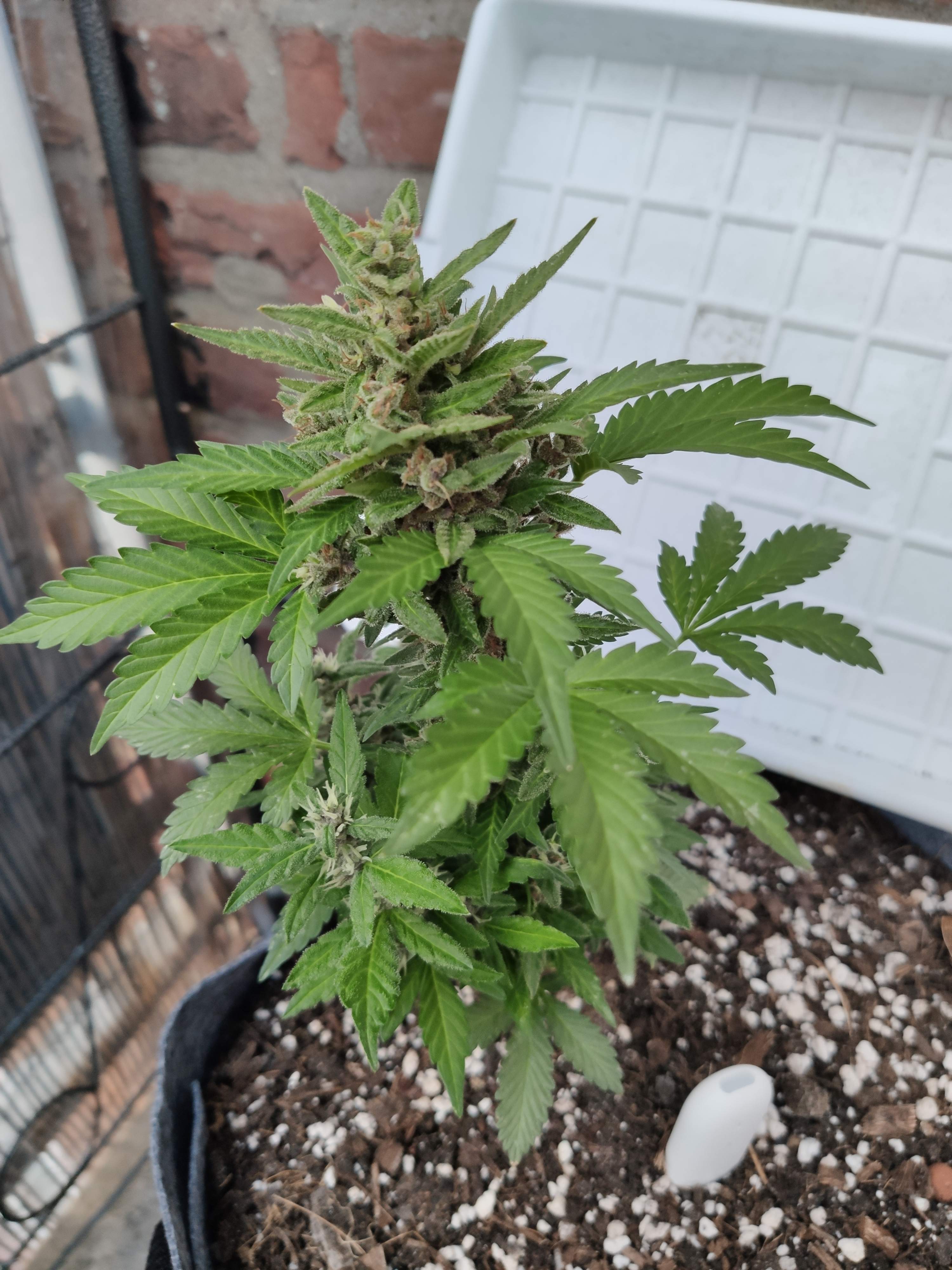 Fast Buds Purple Lemonade Auto grow diary (journal) week11 by SunnyDays GrowDiaries