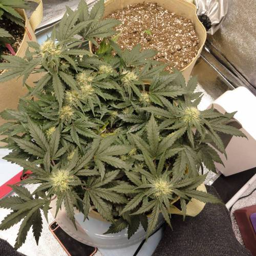 First Auto Flower Grow! . Week 5