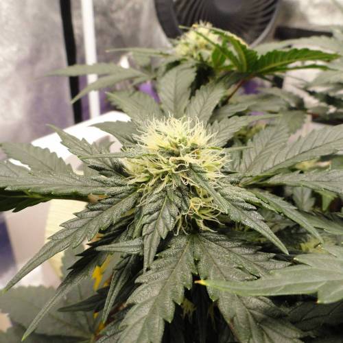 First Auto Flower Grow! . Week 5