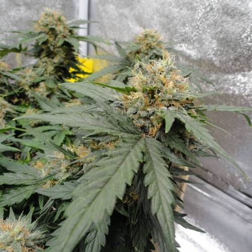 First Auto Flower Grow! . Week 7