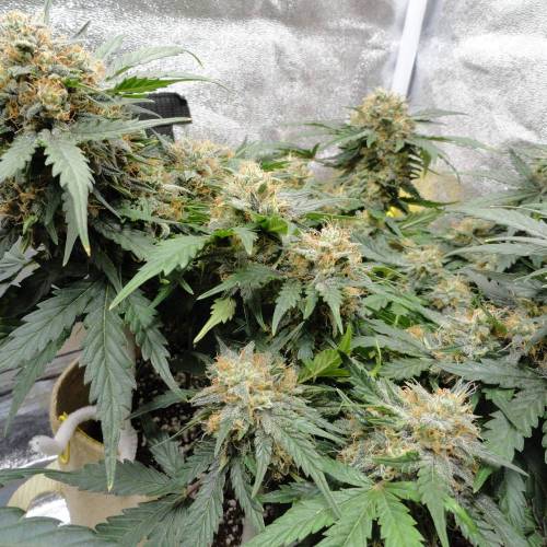 First Auto Flower Grow! . Week 7