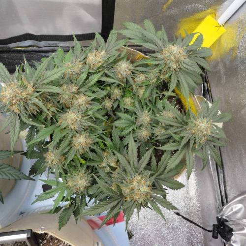 First Auto Flower Grow! . Week 7