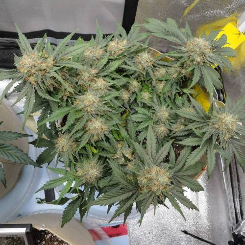First Auto Flower Grow! . Week 7