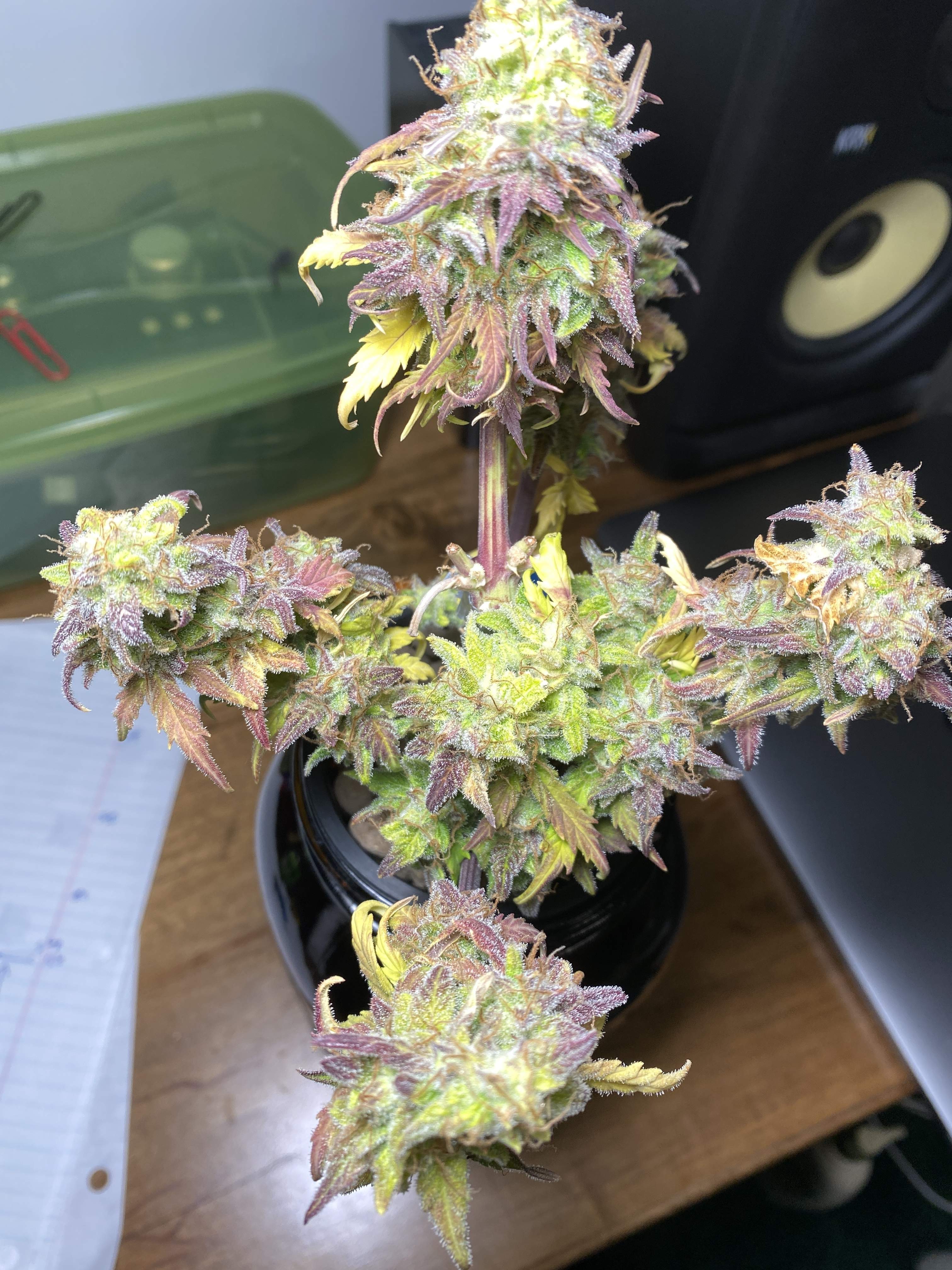 Sweet Seeds Cream Caramel Auto® grow diary (journal) harvest9 by